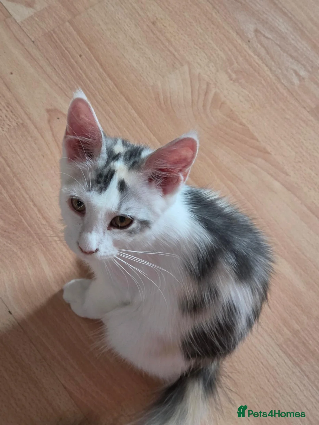 Maine Coon cats for sale: TICA REGISTERED STUNNING KITTENS  - Advert 1