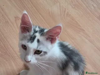 Maine Coon cats TICA REGISTERED STUNNING KITTENS - Advert 1