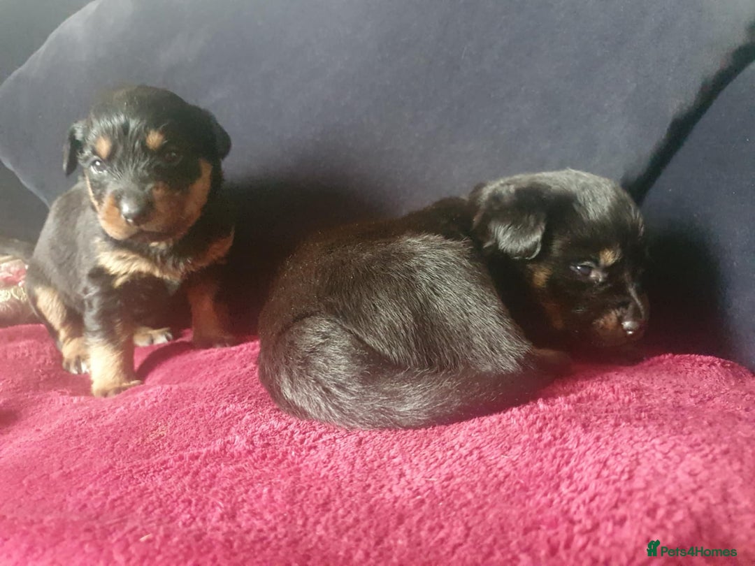 Mixed Breed dogs for sale: Beautiful Black Labrador/Rottweiler puppies - Image 2