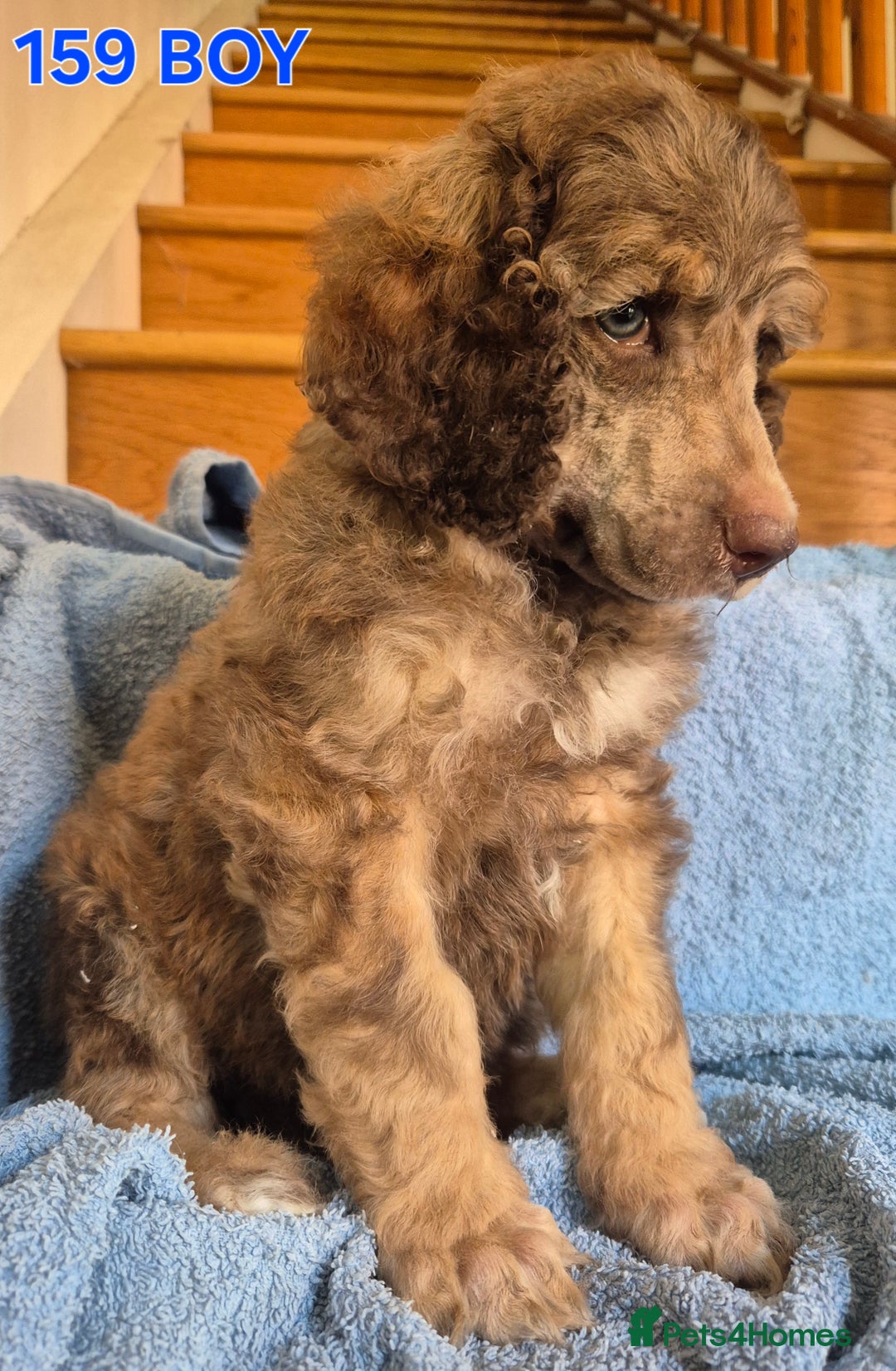 Standard Poodle dogs for sale: KC reg Brown Parti & phantom Standard Poodle pups - Image 4
