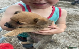 Mixed Breed dogs for sale: Corrier (Corgi X Border Terrier)  - Image 4