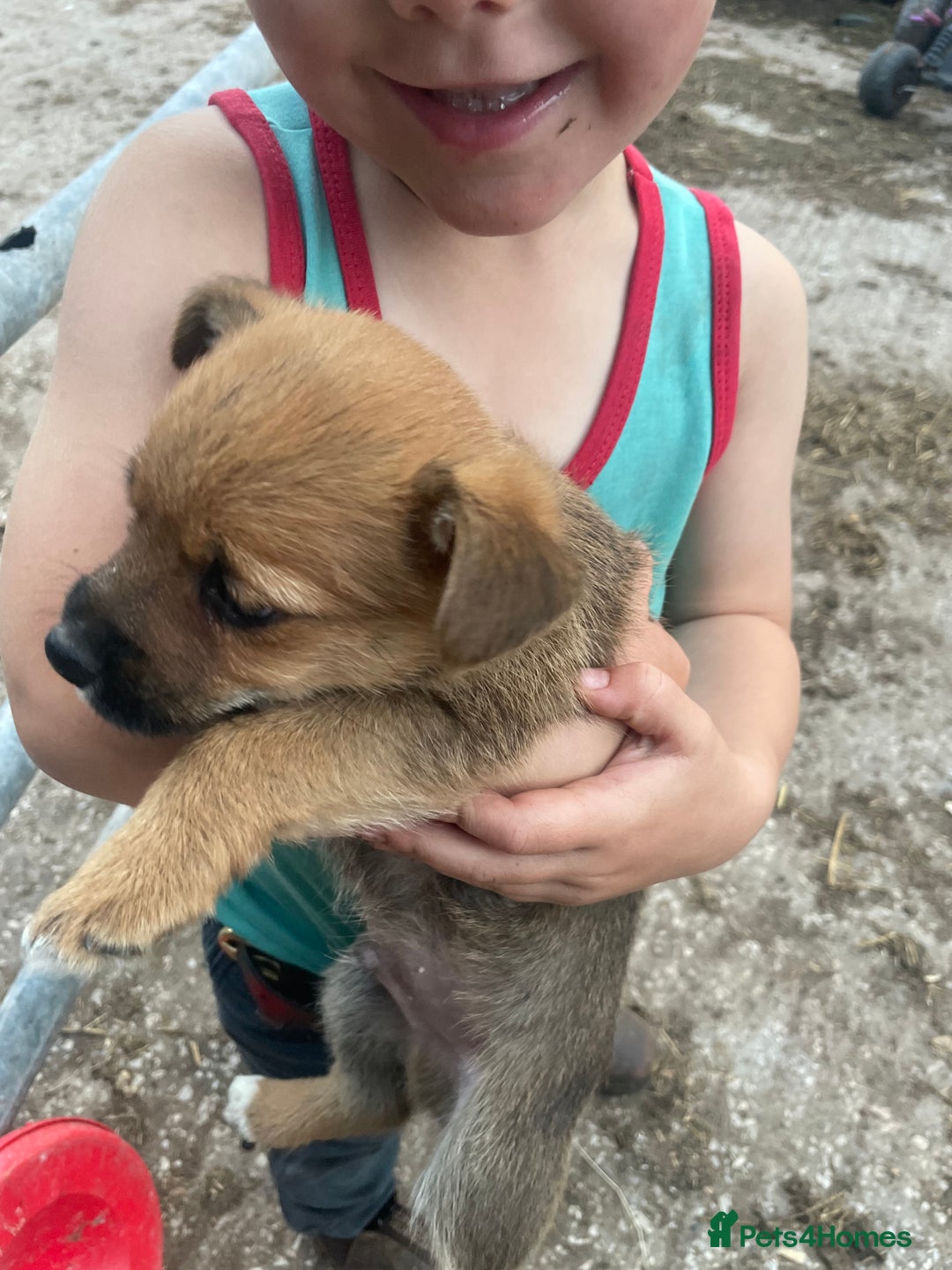 Mixed Breed dogs for sale: Corrier (Corgi X Border Terrier)  - Image 4