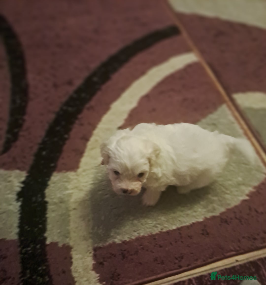 Bichon Frise dogs for sale: 4beautiful Bichon Frise puppies (3boys and 1 girl) - Advert 29