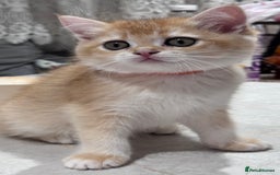 British Shorthair cats for sale: GCCF BSH BOY AND GIRL LEFT GOLDEN BLACK TIPPED  - Advert 9