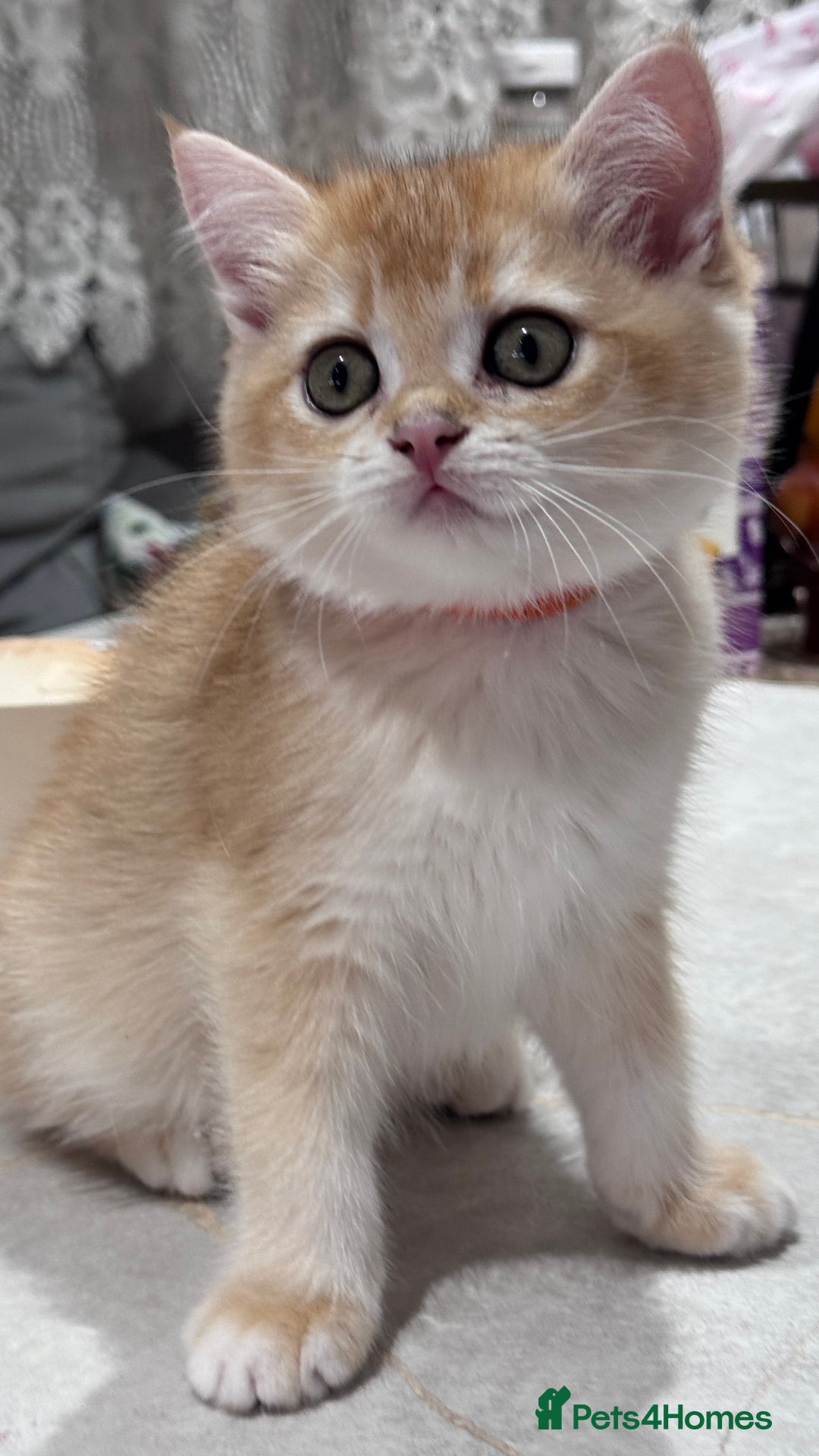 British Shorthair cats for sale: GCCF BSH BOY AND GIRL LEFT GOLDEN BLACK TIPPED  - Advert 9