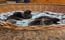 Mixed Breed cats for sale: Russian blue cross black and tabby kittens  - Image 8