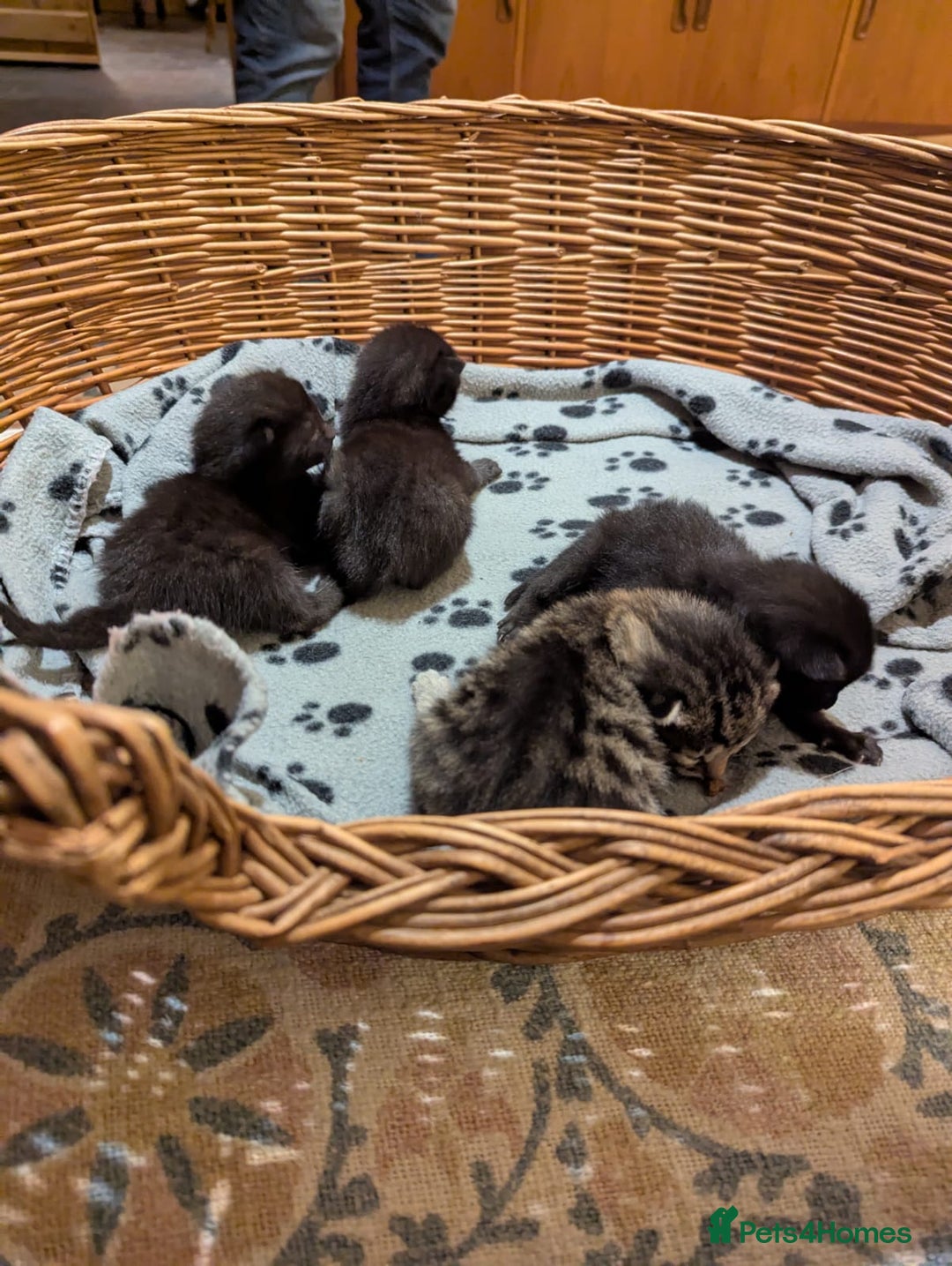 Mixed Breed cats for sale: Russian blue cross black and tabby kittens  - Image 8