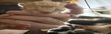 Mixed Breed 3