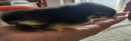 Chickens poultry for sale: Pekin Bantam Chicks - Advert 10