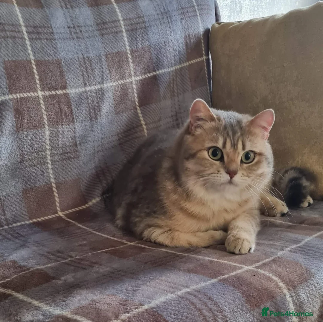 British Shorthair cats for stud: stud boys in Rhyl - Advert 11