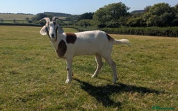 Goats livestock for sale: 1 year old boar goat castrated  - Image 1