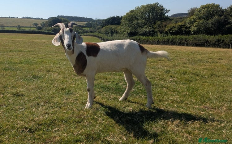 Goats livestock - Advert 1