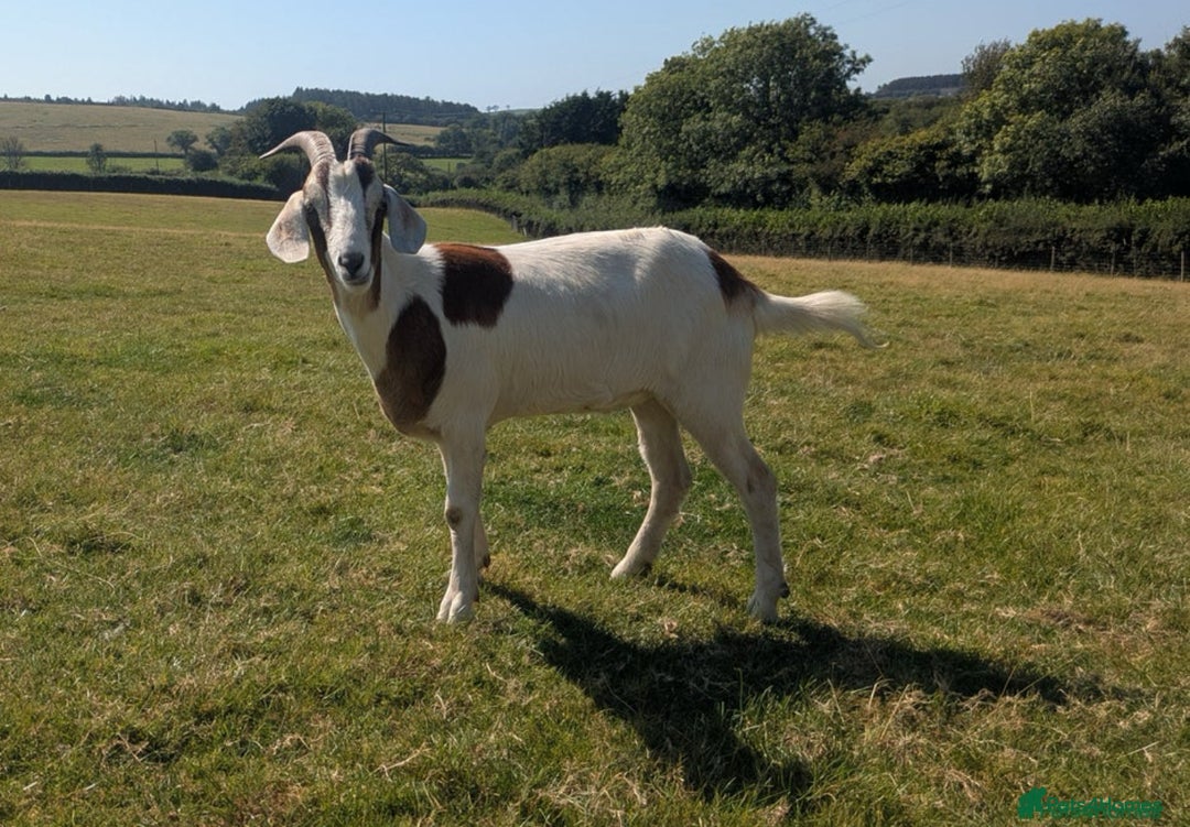 Goats livestock for sale: 1 year old boar goat castrated  - Image 1