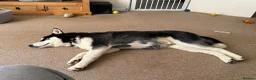 Siberian Husky dogs for sale: Blue  in Corby - Advert 7
