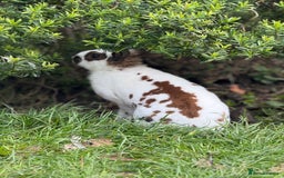 Rex rabbits for sale: Male Rex Rabbit - Image 1