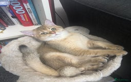 British Shorthair cats for sale: British shorthair Golden  Boy - Image 10