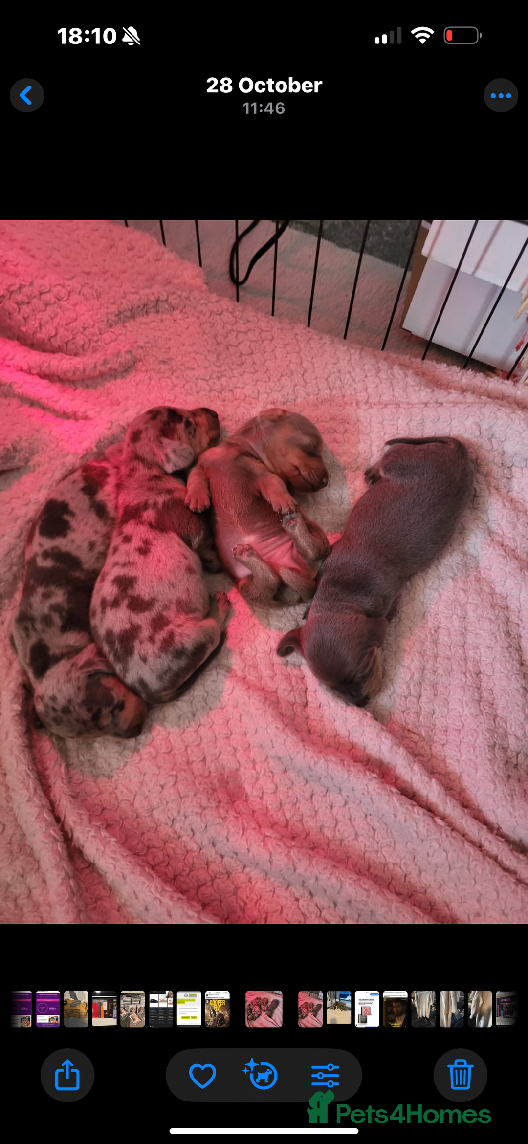 Miniature Dachshund dogs for sale: Miniature dachshund  - Advert 2