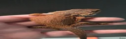 Bearded Dragon reptiles for sale: Red Monster blue bars and Hypos and Trans - Advert 14