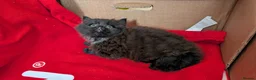 British Longhair cats for sale: Beautiful British Shorthair & Longhair Kittens 🐾 - Advert 4