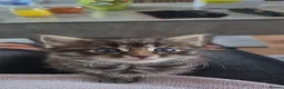 Siberian cats for sale: 6 hypoallergenic Siberian kittens  in London - Advert 8
