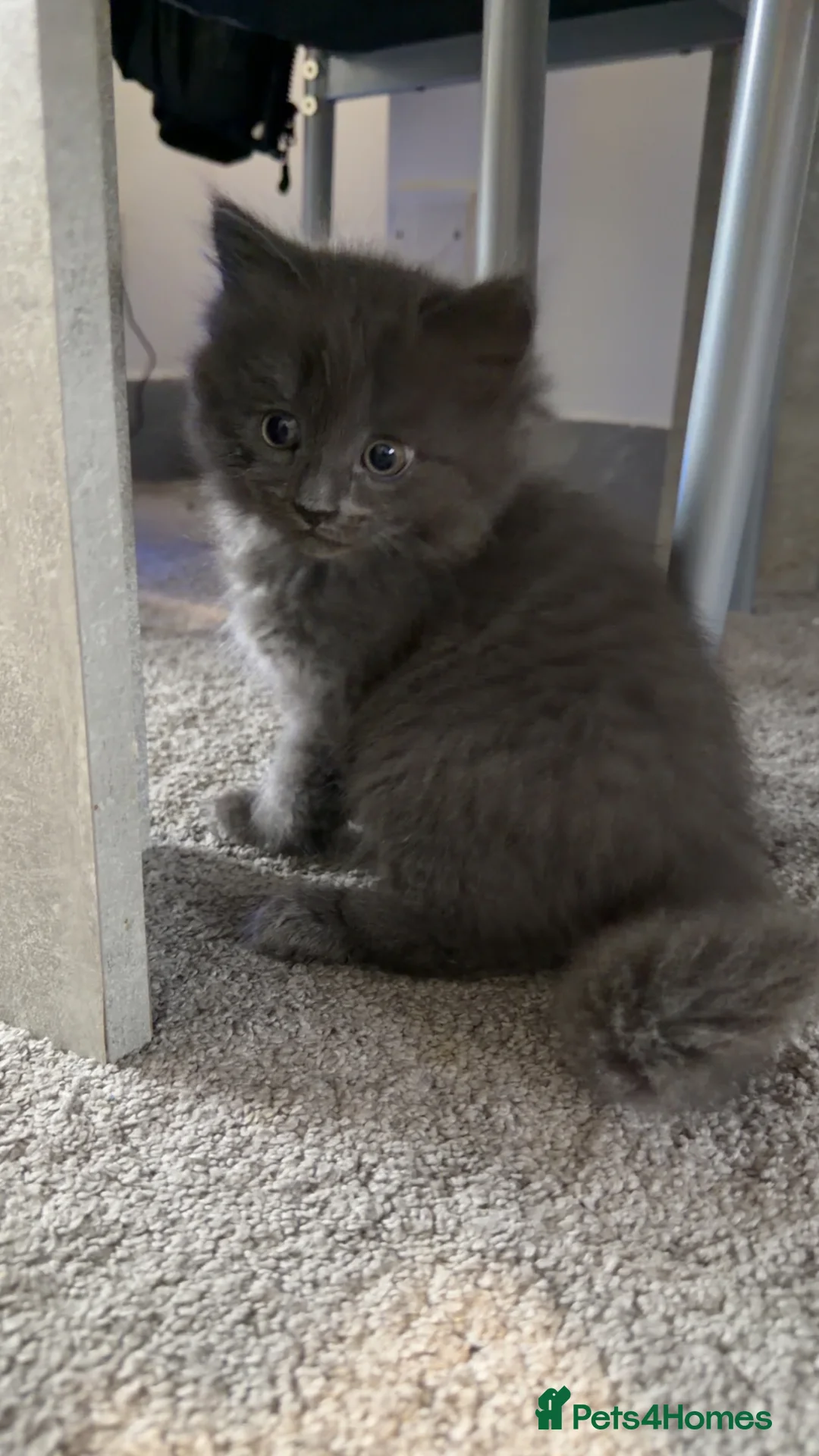 Mixed Breed cats for sale: Persian Blue Russian mixed with tabby - Advert 3