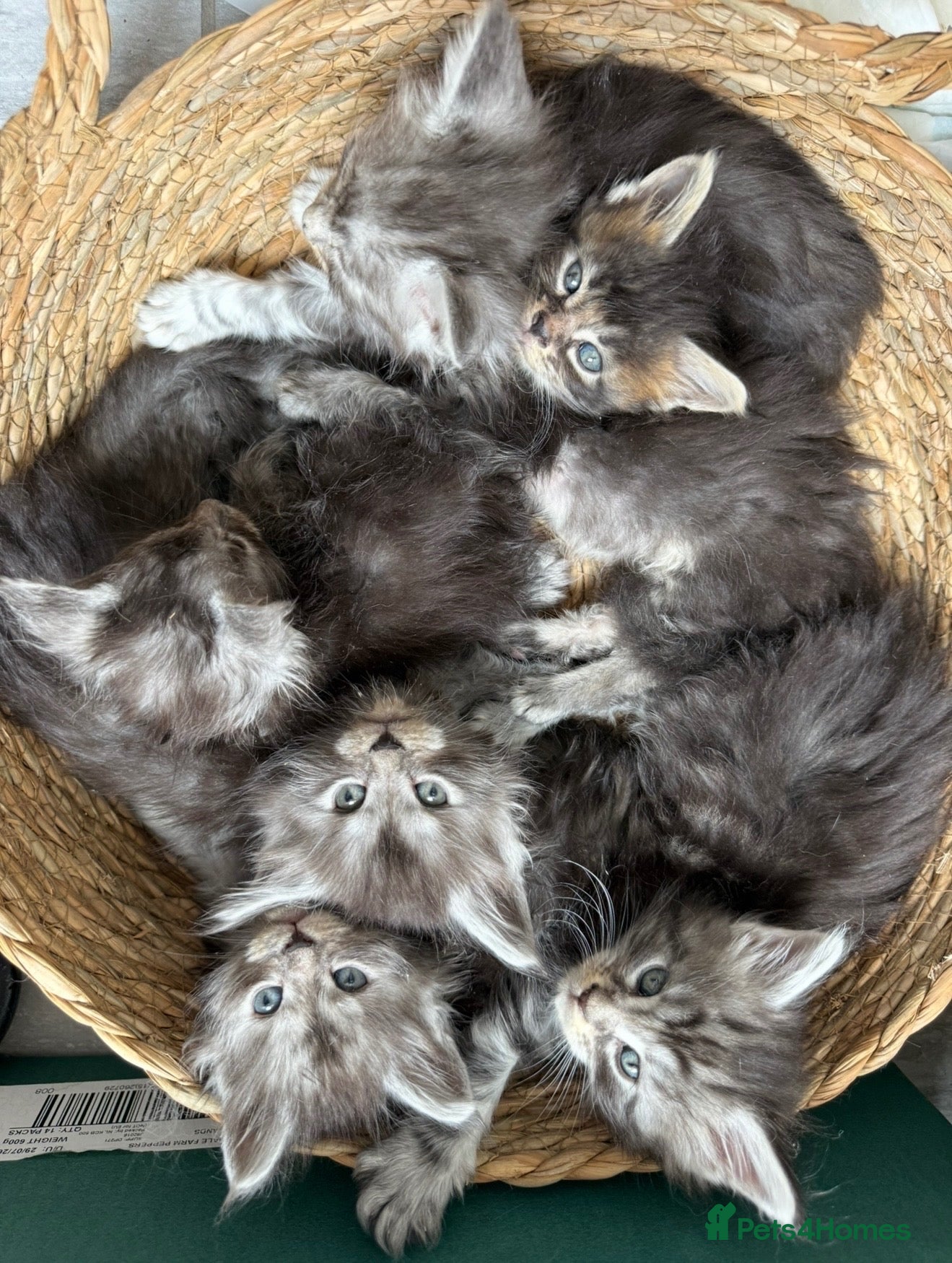 Maine Coon cats 🐈‍⬛Registered Maine Coons - Advert 3