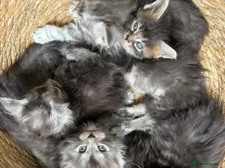 Maine Coon cats 🐈⬛Registered Maine Coons - Advert 3