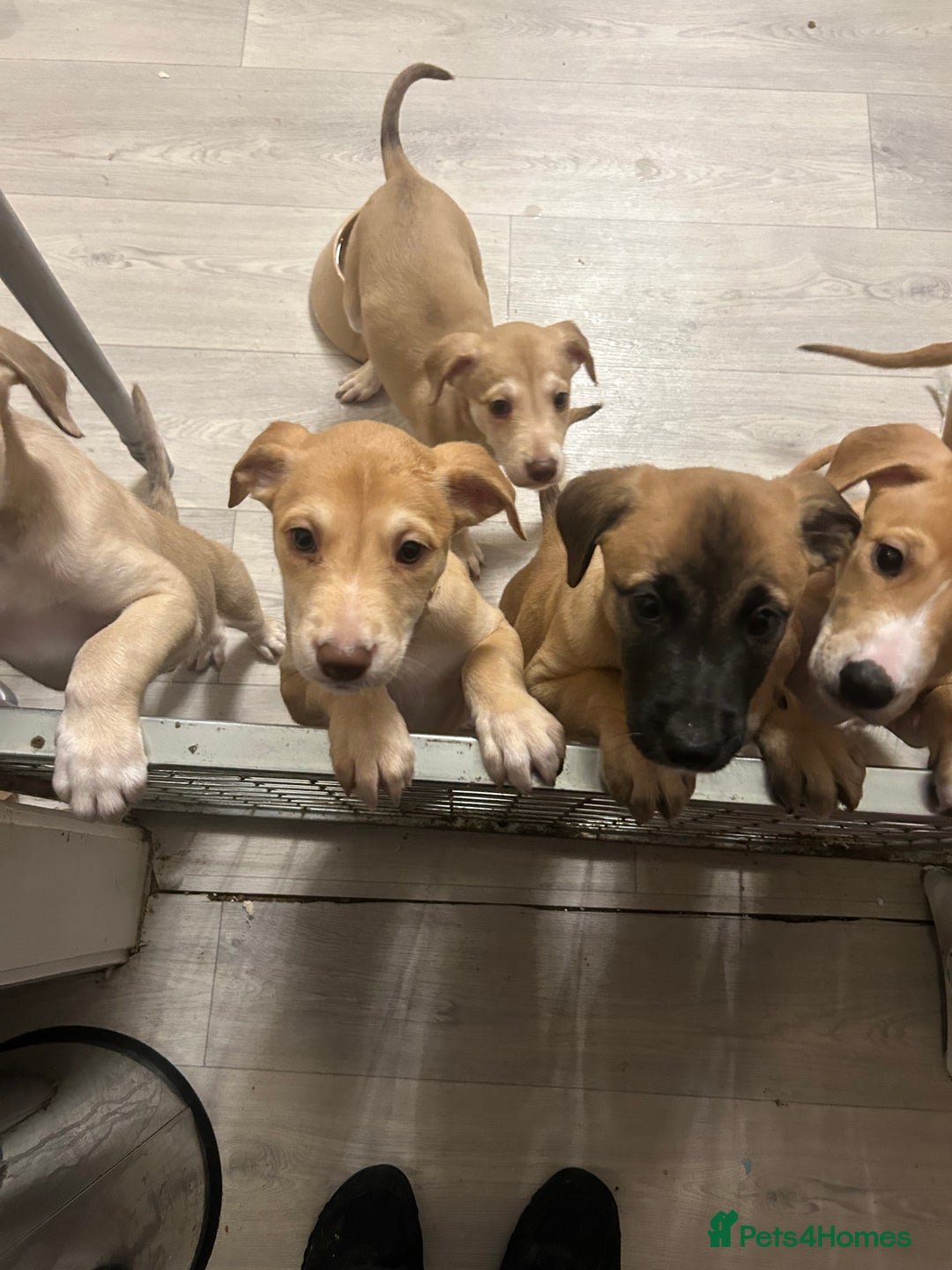 Mixed Breed dogs for sale: Salukigrey/bullgrey hound - Advert 2