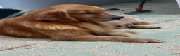 Golden Retriever dogs for sale: Outstanding American Golden Retrievers - Advert 38