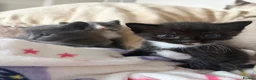 Ragdoll cats for sale: RAGDOLL X SHORTHAIR KITTENS  - Advert 8