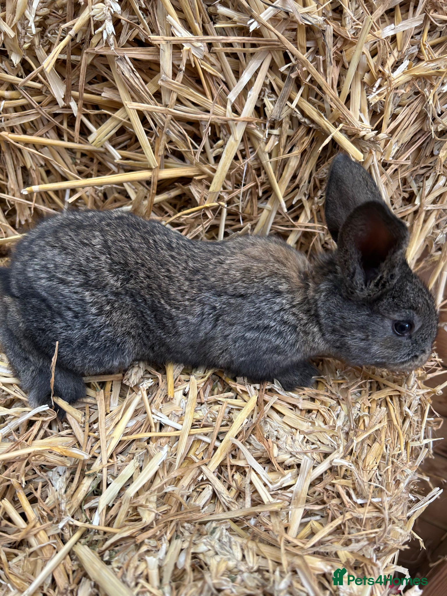 Continental Giant rabbits WE HAVE THE WORLDS BIGGEST BUNNIES  - Advert 2