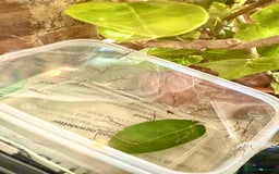 Stick Insects invertebrates for sale: Baby Indian Stick Insects - Free To A Good Home - Image 2
