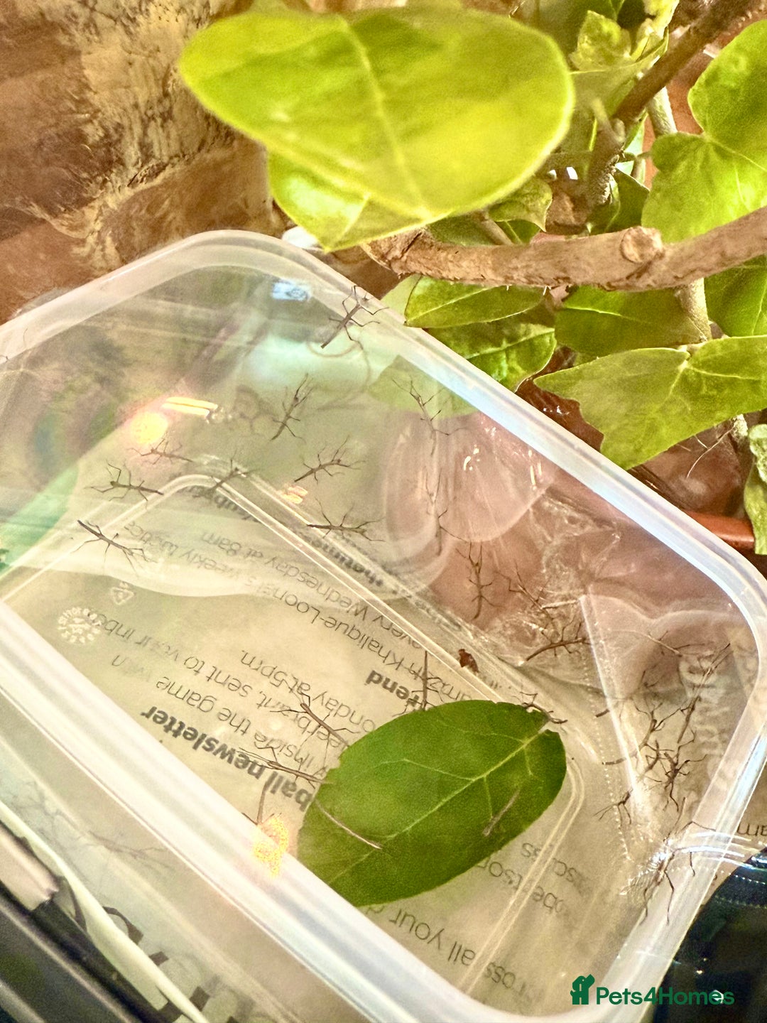 Stick Insects invertebrates for sale: Baby Indian Stick Insects - Free To A Good Home - Image 2
