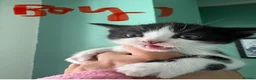 Mixed Breed cats for sale: Beautiful Fluffy Kittens  - Advert 5