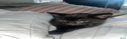 Mixed Breed cats for sale: 🐾BlackBrown Tabby Kittens needing Forever Homes🐾 in London - Advert 29