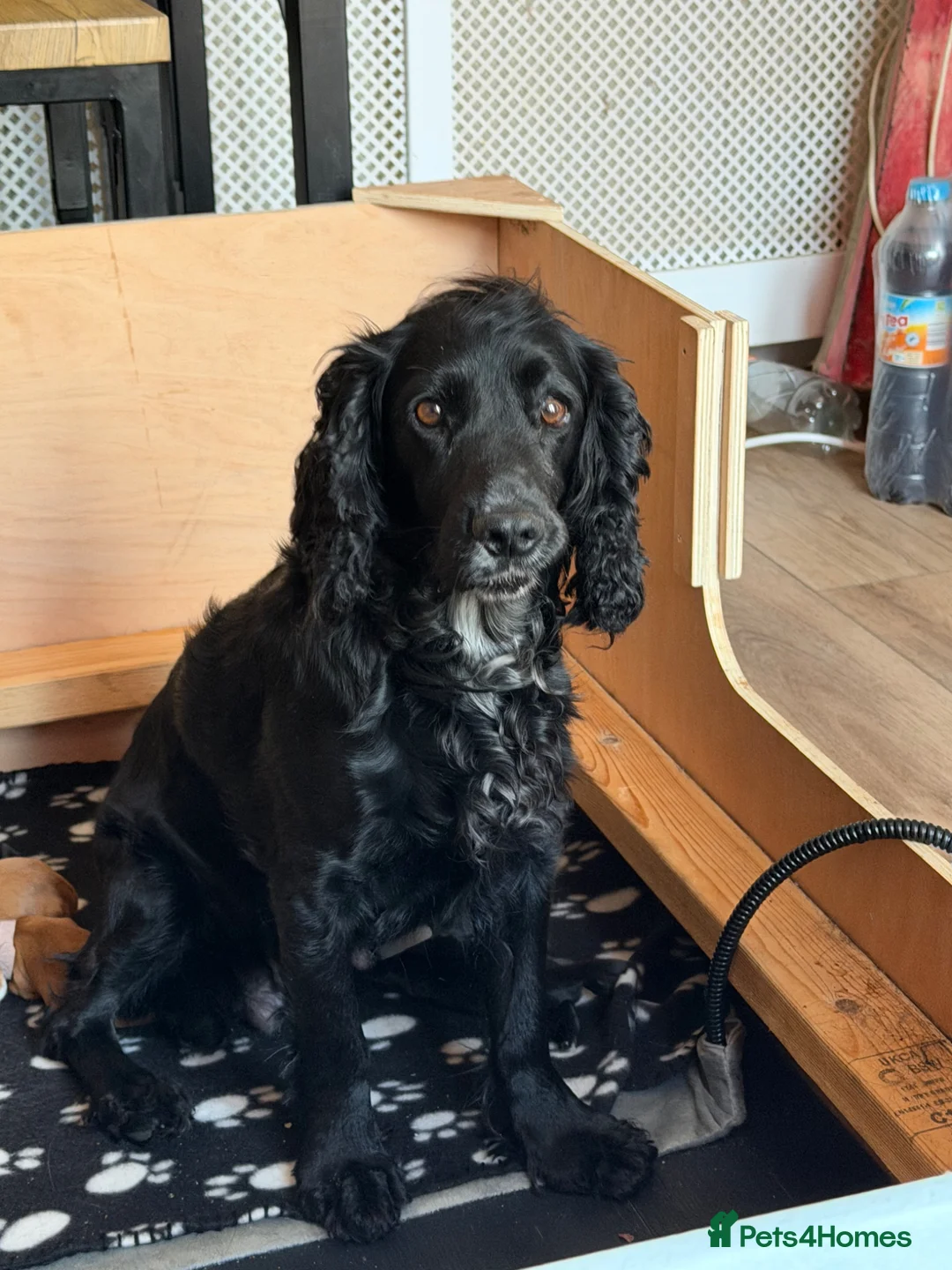 Cocker Spaniel dogs for sale: Working Cocker Spaniel Puppies - Advert 1