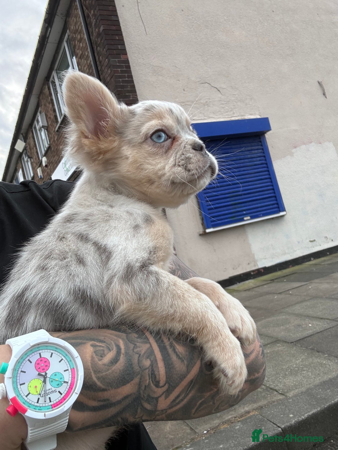 French Bulldog dogs for stud: Visual Merle Fluffy Frenchie Stud - Image 4