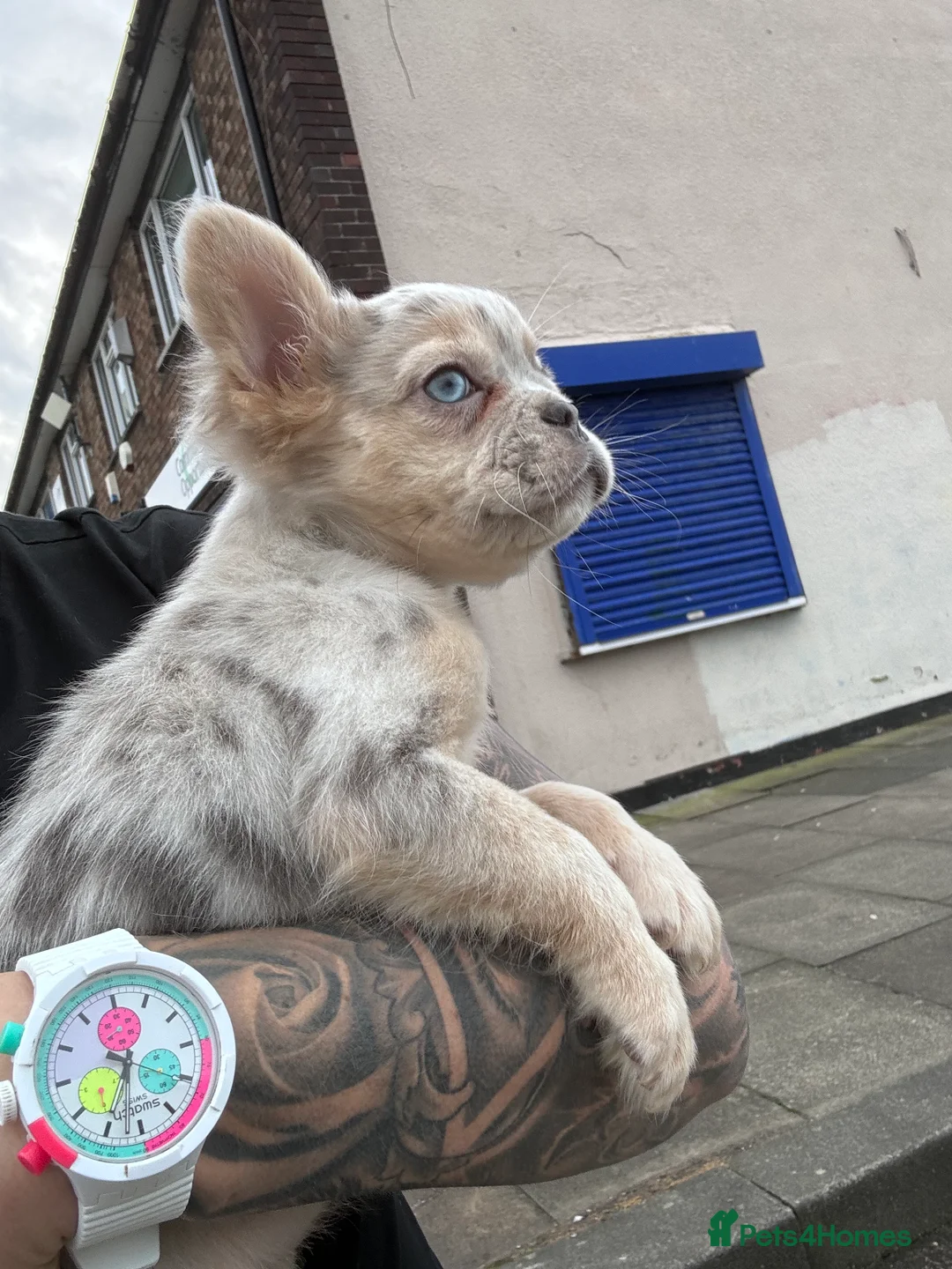 French Bulldog dogs for stud: Visual Merle Fluffy Frenchie Stud - Advert 4