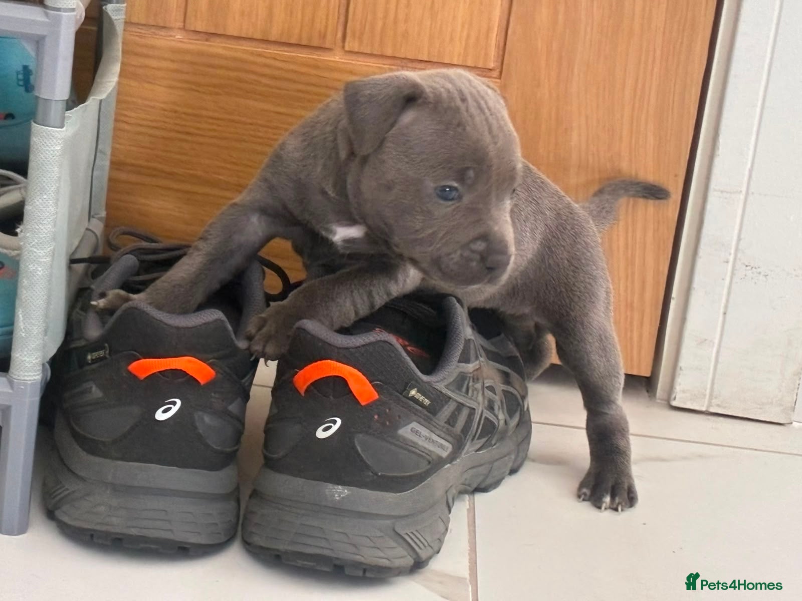 Staffordshire Bull Terrier dogs Staff puppies  - Advert 1