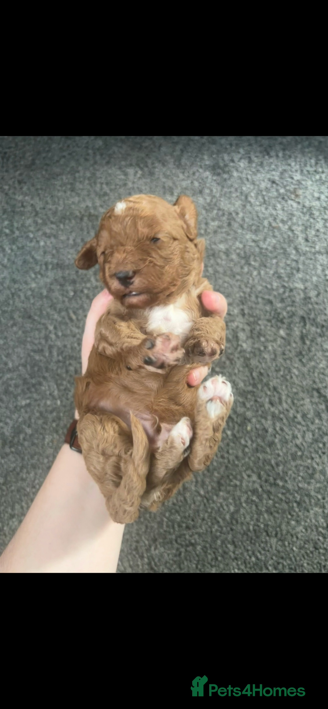 Poochon dogs for sale: Gorgeous litter of F1BB Poochons  - Image 12