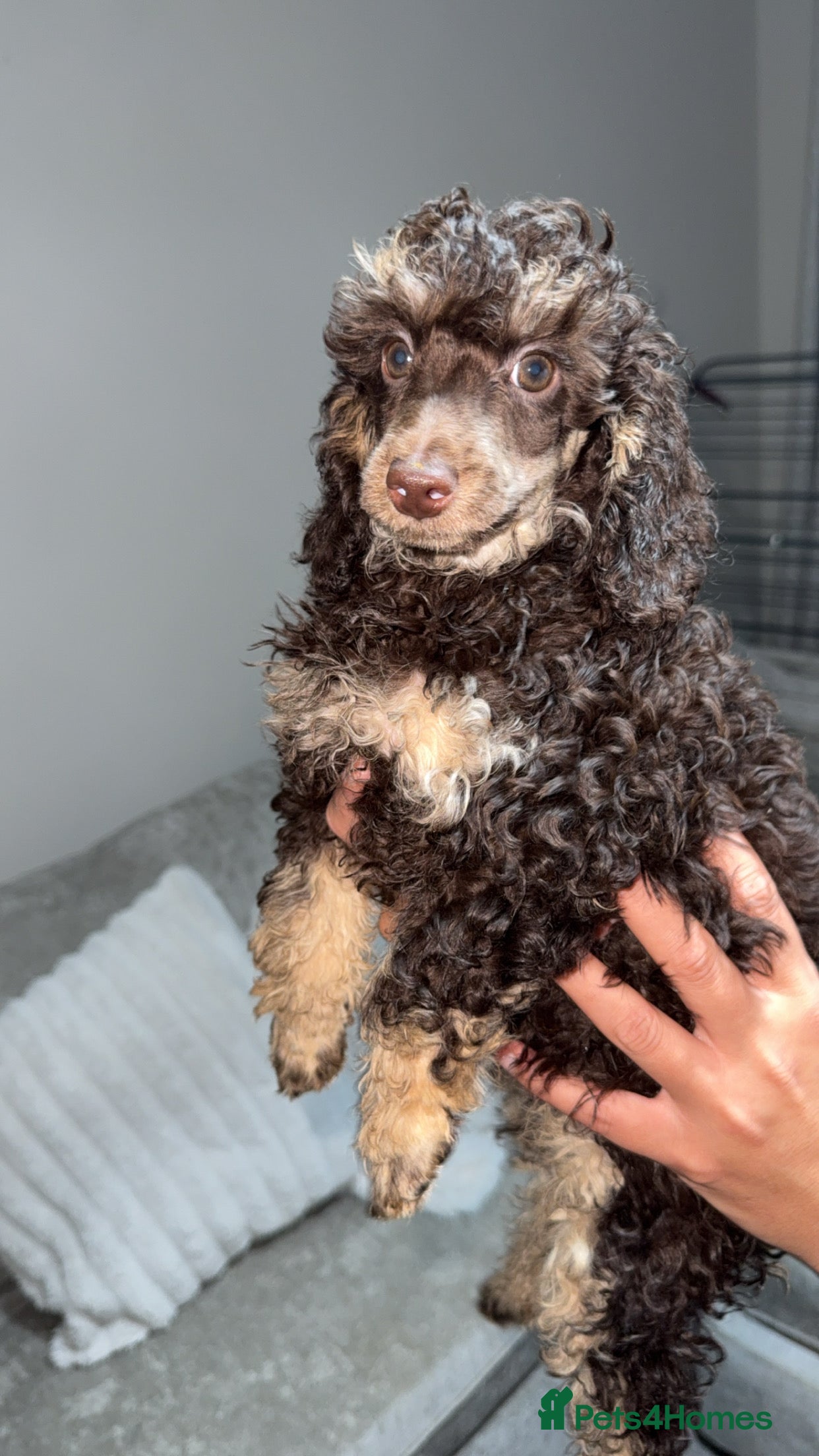 Toy Poodle dogs Chocolate phantom rare colour toy poodles KC REG - Advert 15