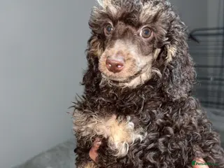 Toy Poodle dogs Chocolate phantom rare colour toy poodles KC REG - Advert 15