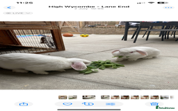 English Lop rabbits for sale: Elsa and Anna - Image 2