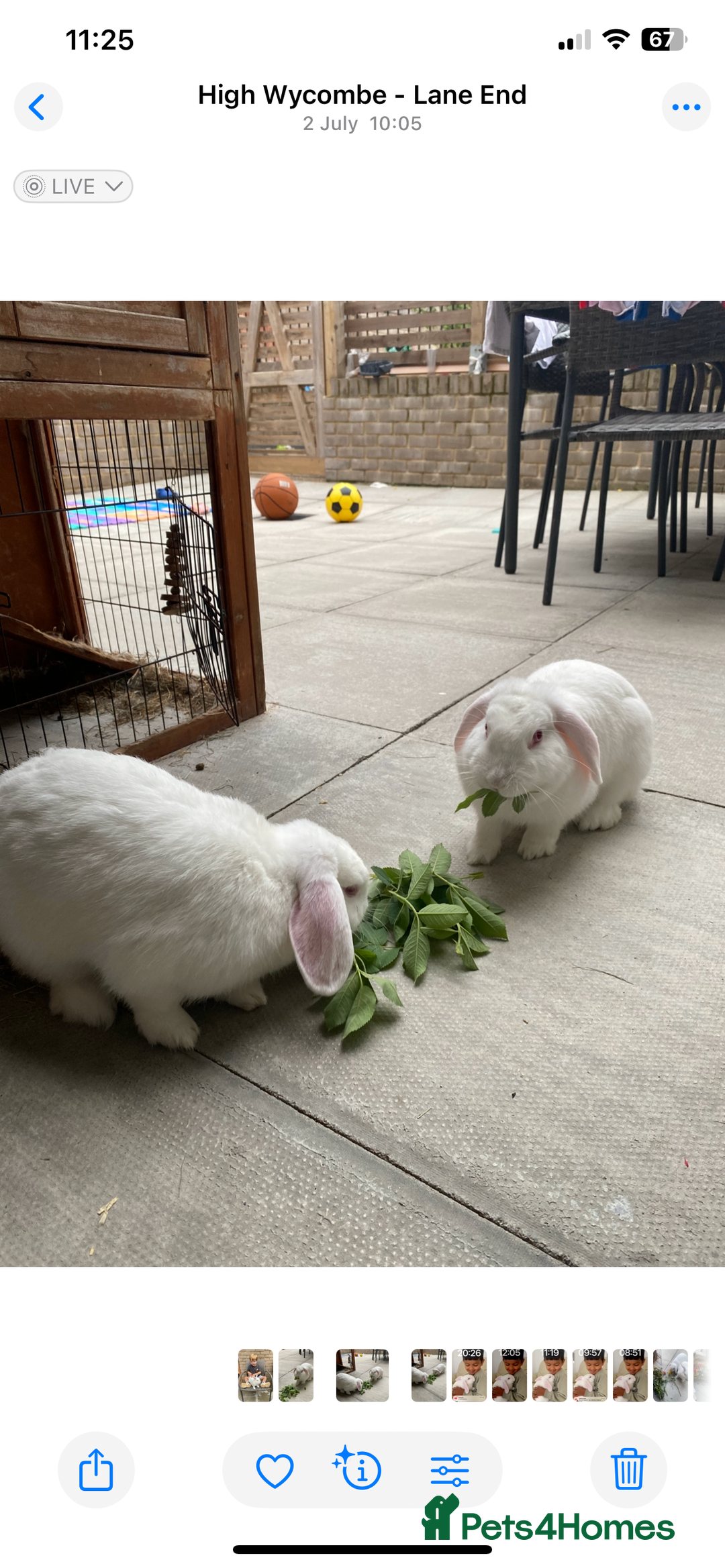 English Lop rabbits for sale: Elsa and Anna - Image 2