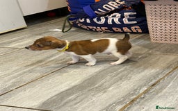 Jack Russell dogs for sale: Jack Russell terriers  - Image 5