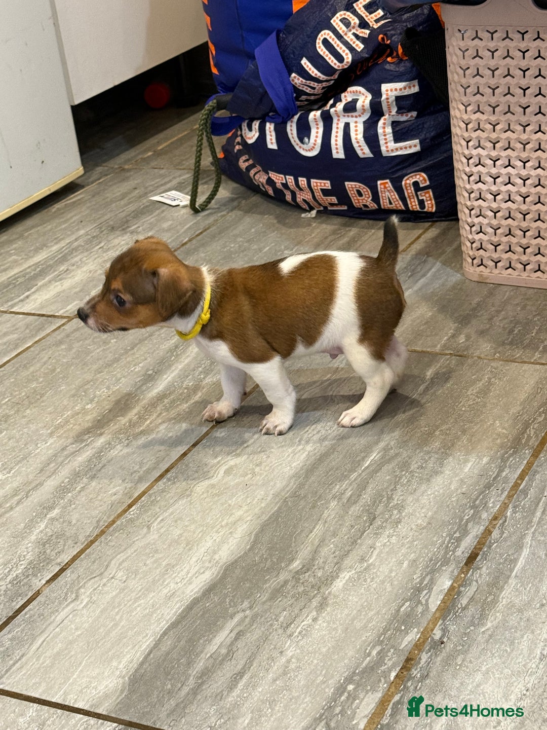 Jack Russell dogs for sale: Jack Russell terriers  - Image 5