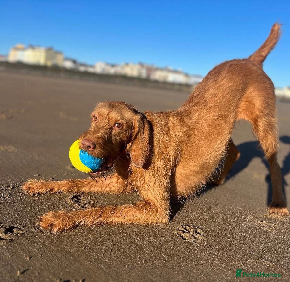 Hungarian Vizsla dogs Repeat mating of WH Hungarian vizsla pups for sale - Advert 3