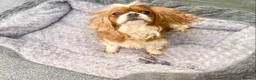 Cavalier King Charles Spaniel dogs for sale: Cavalier King Charles Adult female  - Advert 1