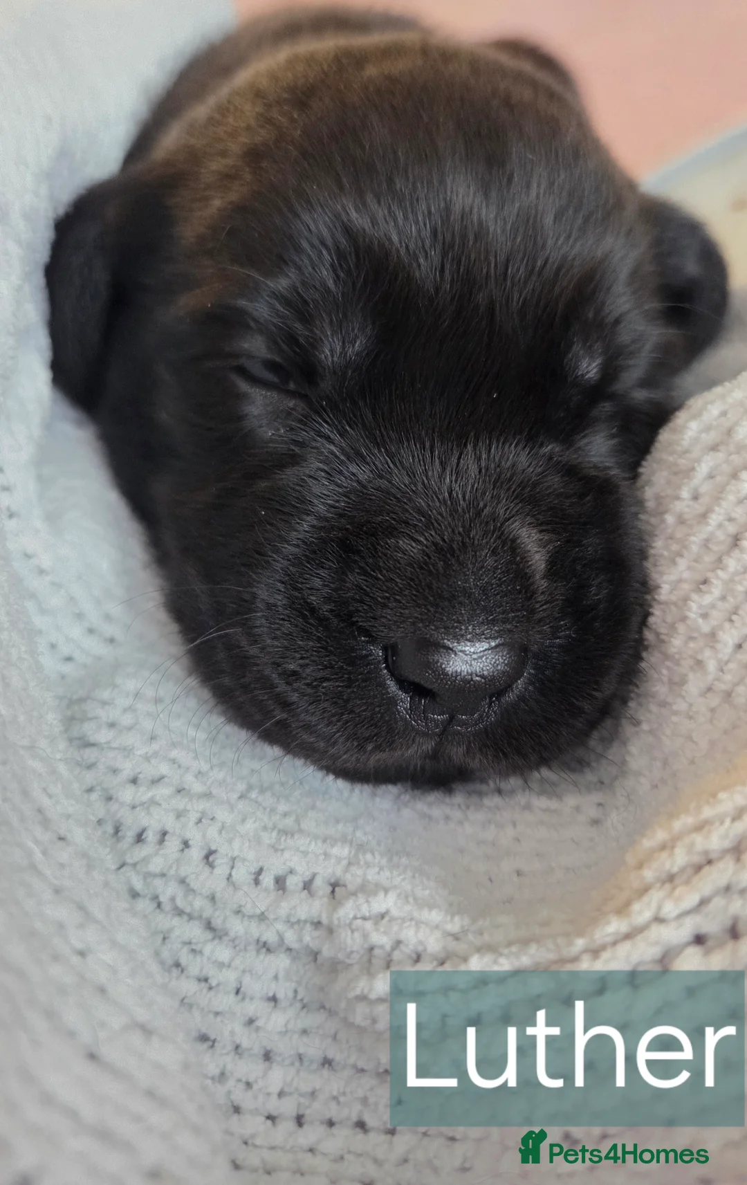 Labrador Retriever dogs for sale: Black Labrador Retriever Puppies – KC Registered - Advert 2