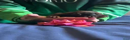 Dobermann dogs for sale: 7 beautiful Dobbman puppies  - Advert 8